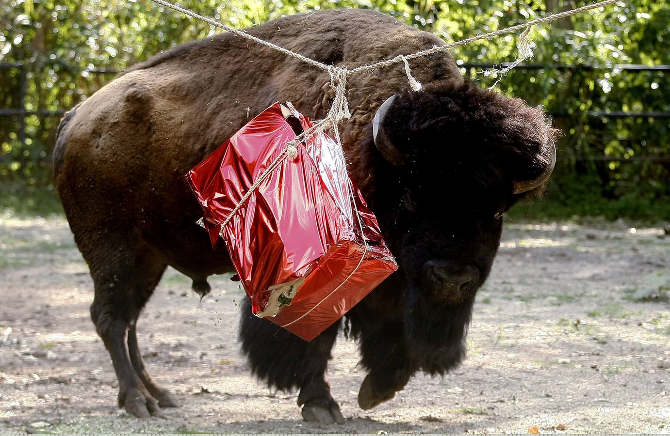 Los animales también tienen Reyes