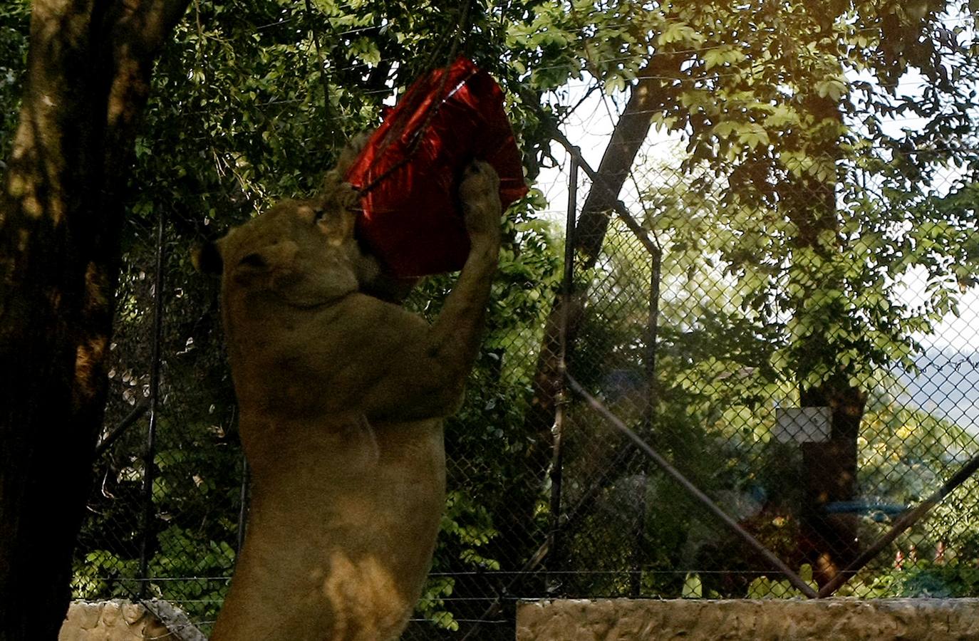 Los animales también tienen Reyes