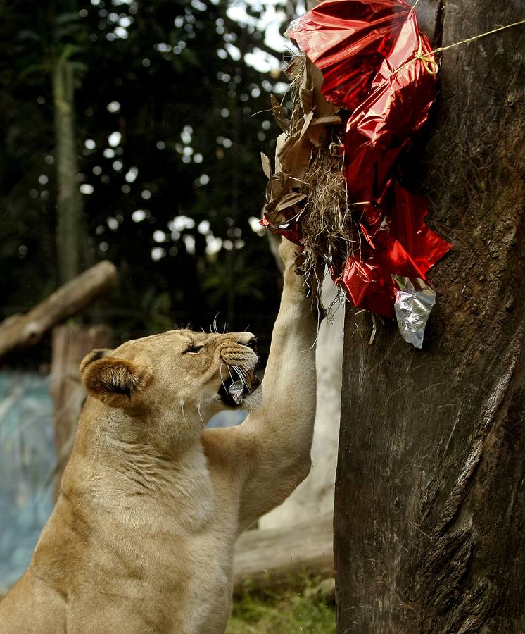 Los animales también tienen Reyes