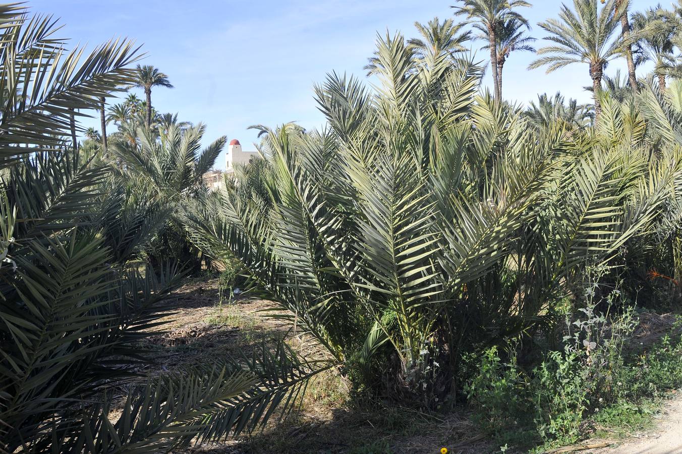 Un &#039;vivero&#039; urbano de picudo