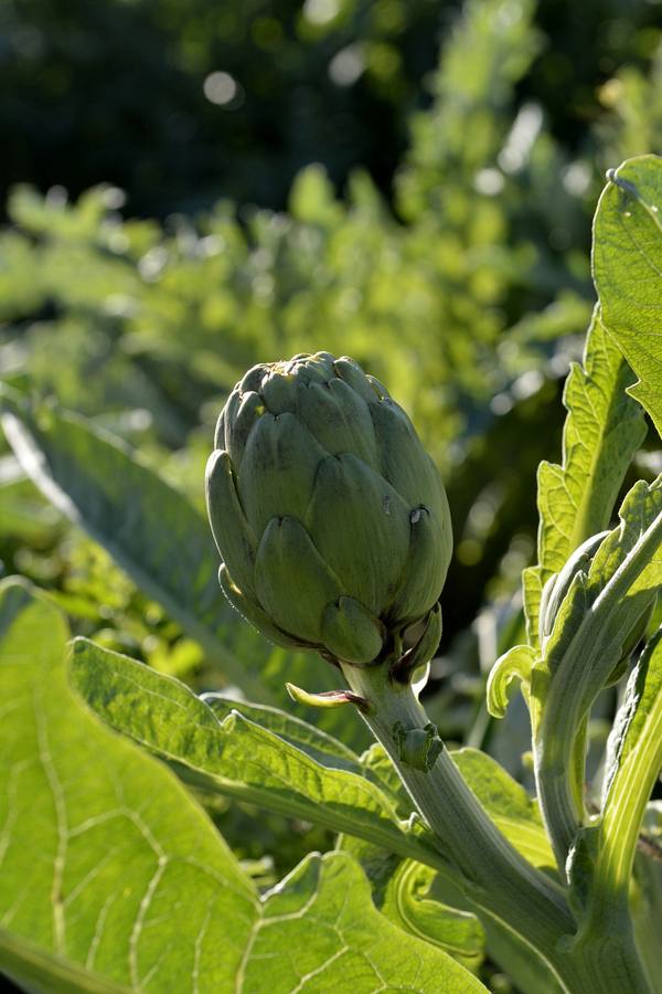 Una de las alcachofas que crecen en la huerta.