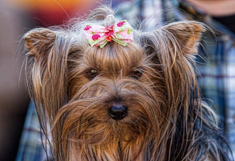 Bendición de mascotas en la Plaza de Toros de Alicante