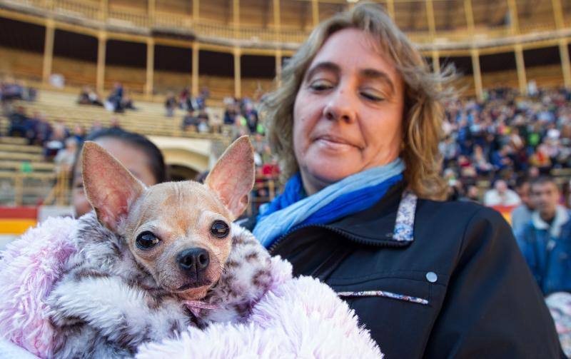 Bendición de mascotas en la Plaza de Toros de Alicante