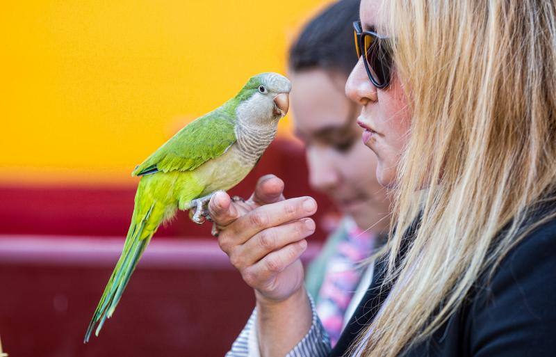 Bendición de mascotas en la Plaza de Toros de Alicante