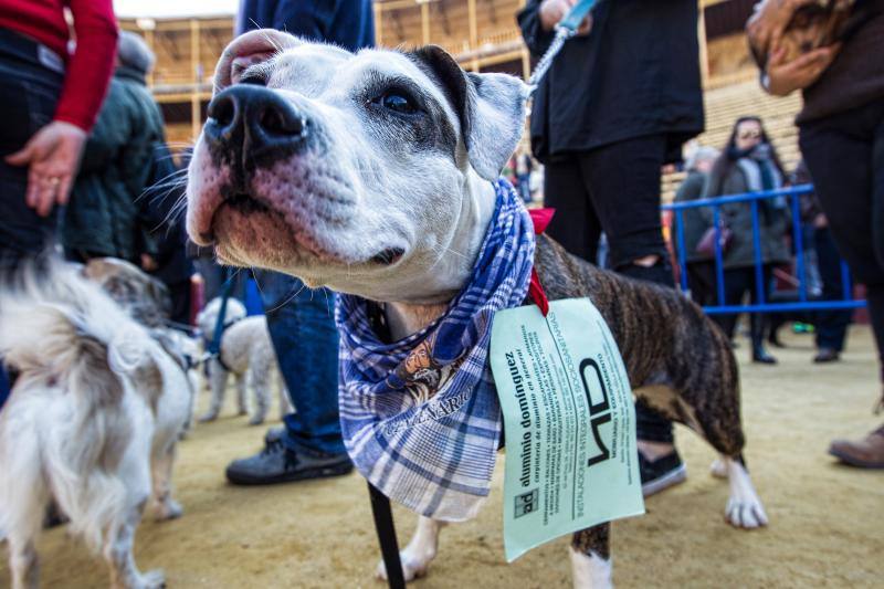 Bendición de mascotas en la Plaza de Toros de Alicante