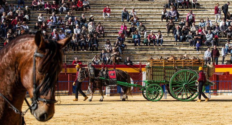 Bendición de mascotas en la Plaza de Toros de Alicante