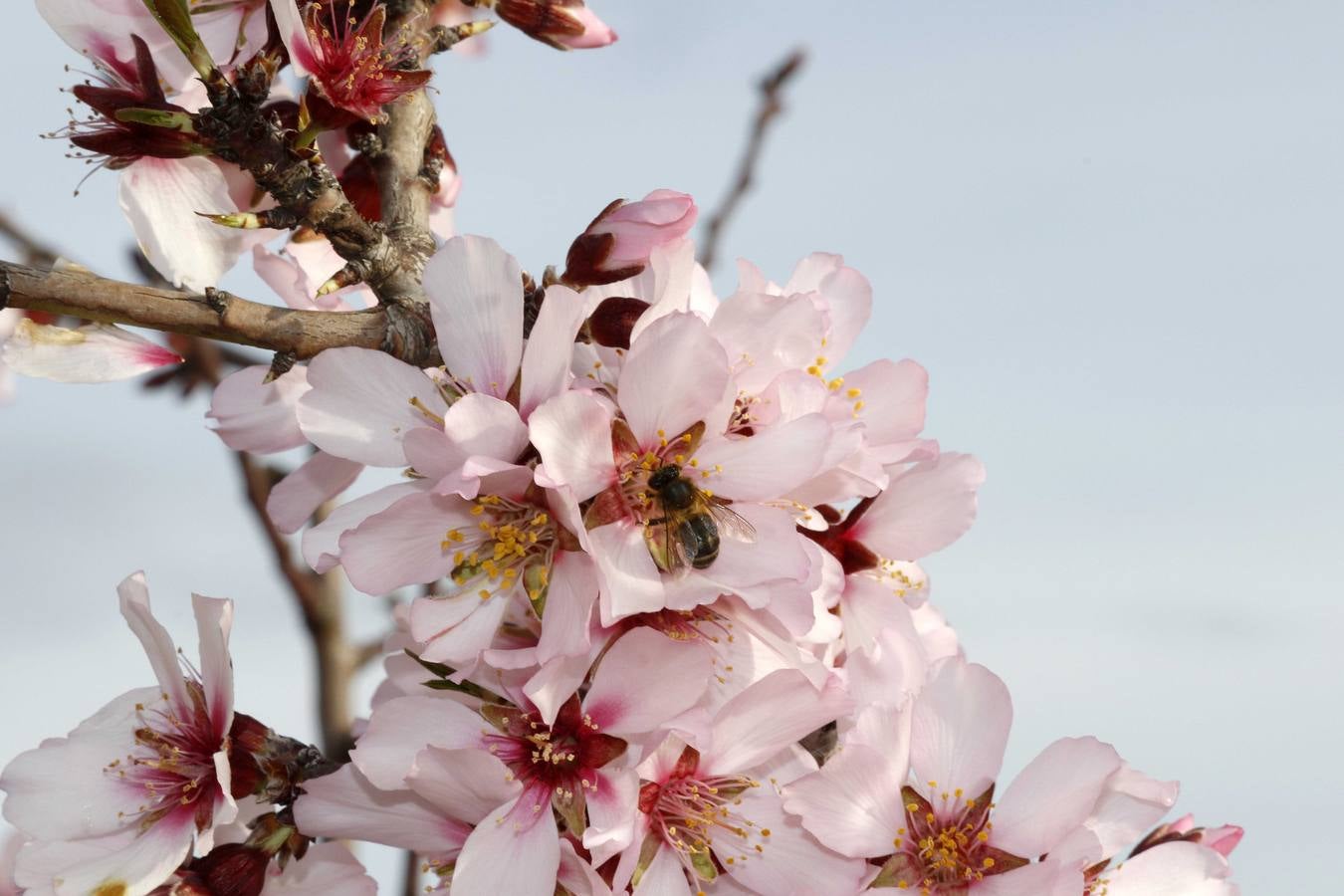 El turismo florece en el Campo de Murcia