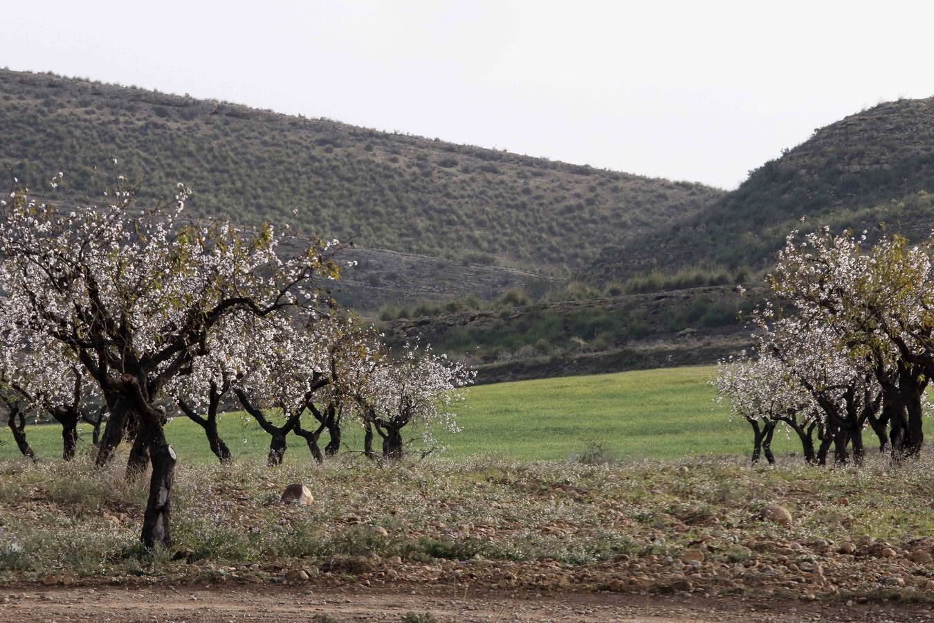 El turismo florece en el Campo de Murcia