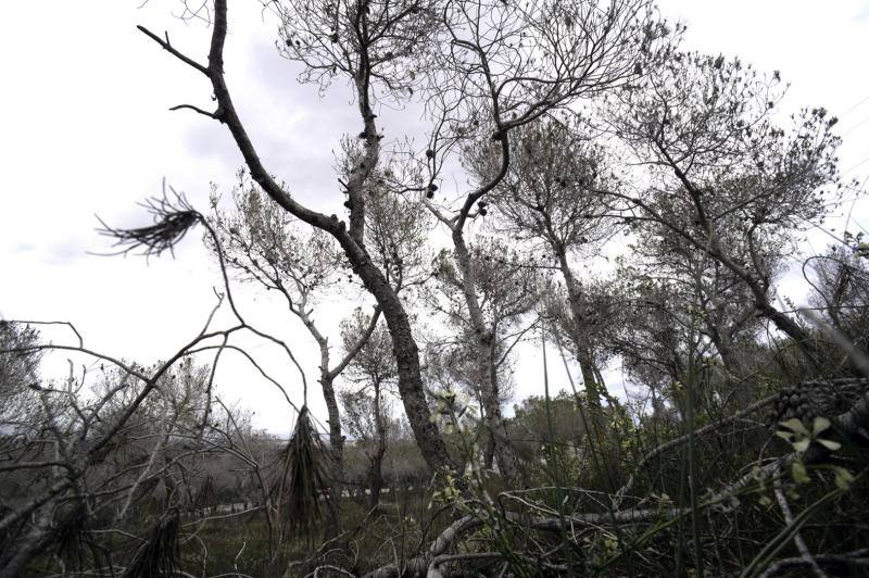 La plaga del &#039;soflamado&#039; afecta a los pinos de la Vega Baja