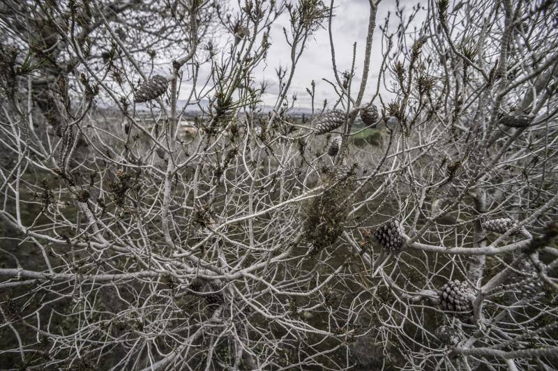 La plaga del &#039;soflamado&#039; afecta a los pinos de la Vega Baja