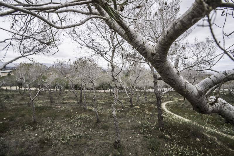 La plaga del &#039;soflamado&#039; afecta a los pinos de la Vega Baja