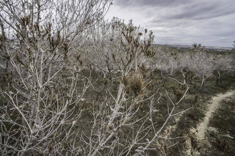 La plaga del &#039;soflamado&#039; afecta a los pinos de la Vega Baja