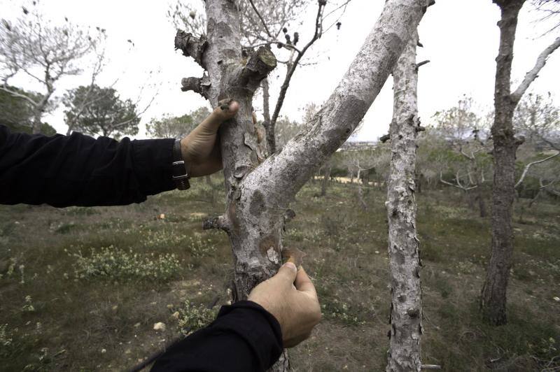 La plaga del &#039;soflamado&#039; afecta a los pinos de la Vega Baja