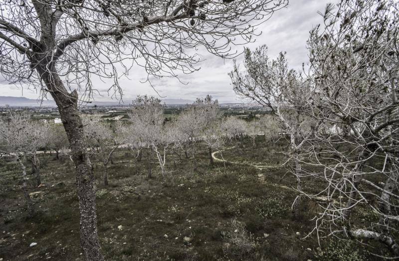 La plaga del &#039;soflamado&#039; afecta a los pinos de la Vega Baja