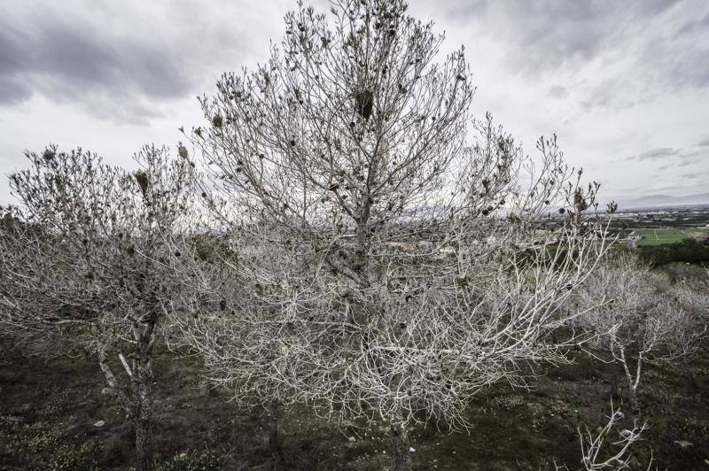 La plaga del &#039;soflamado&#039; afecta a los pinos de la Vega Baja