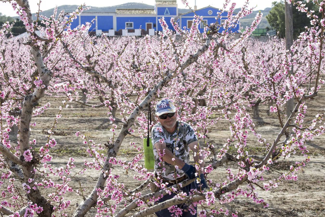 La anunciada ola de frío amenaza los frutales