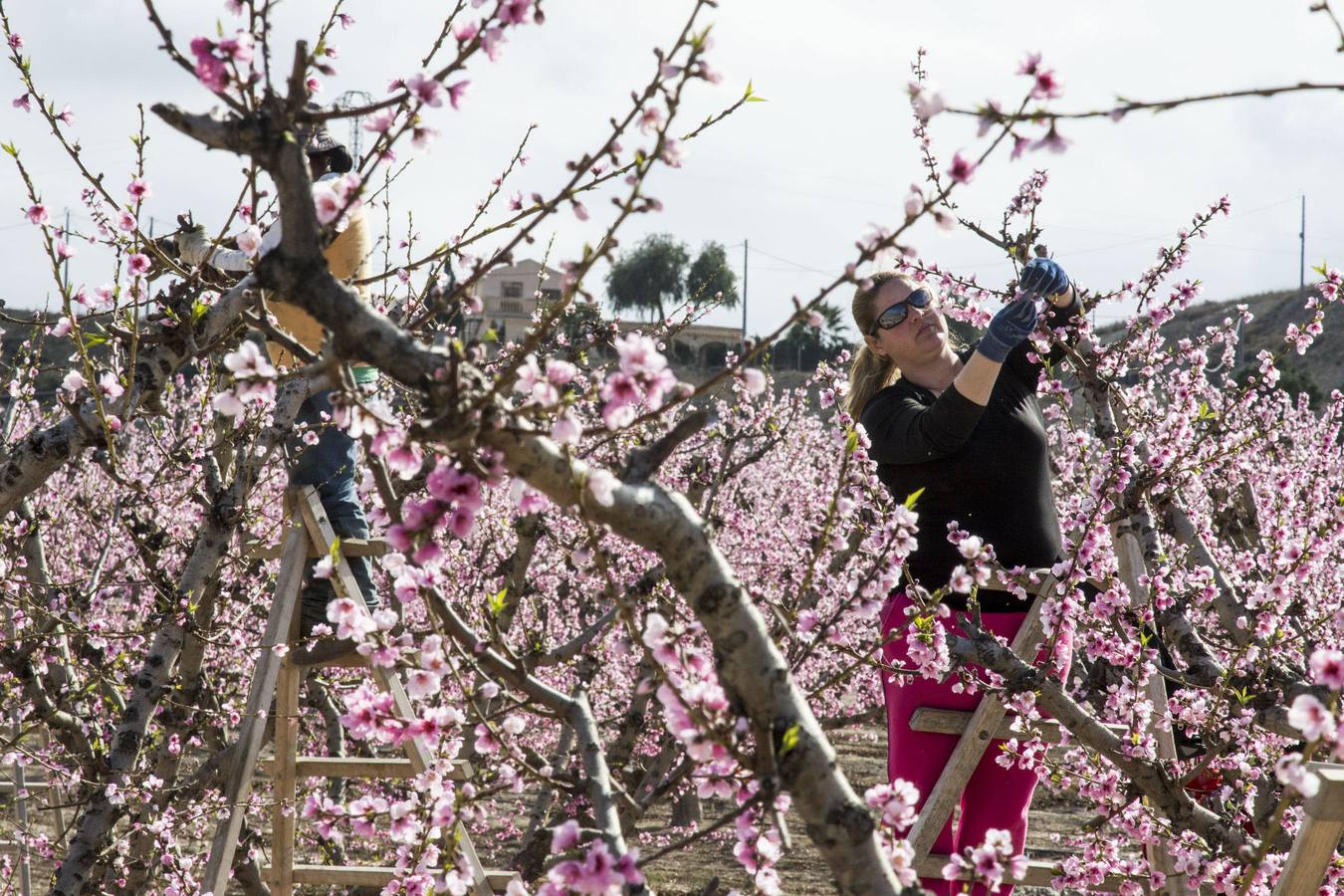 La anunciada ola de frío amenaza los frutales