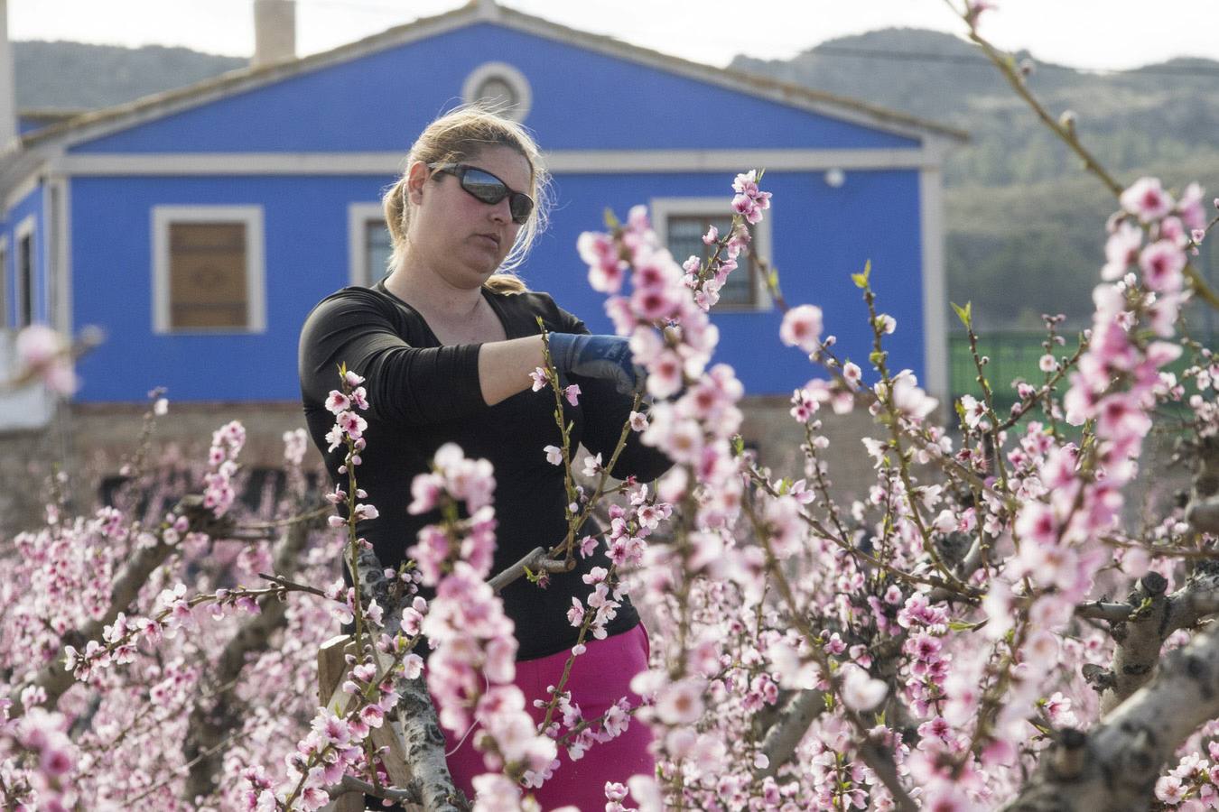 La anunciada ola de frío amenaza los frutales