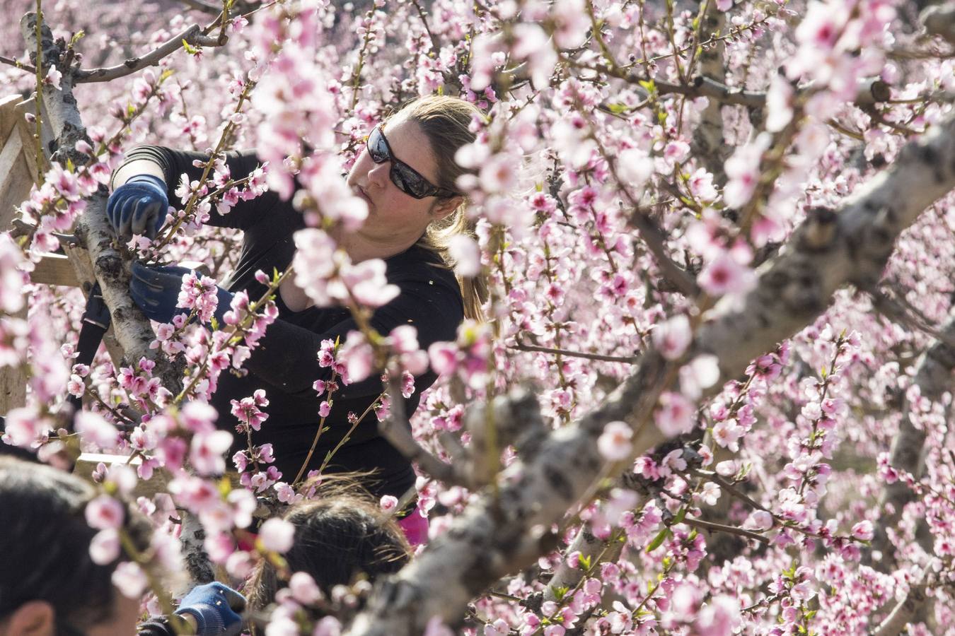 La anunciada ola de frío amenaza los frutales