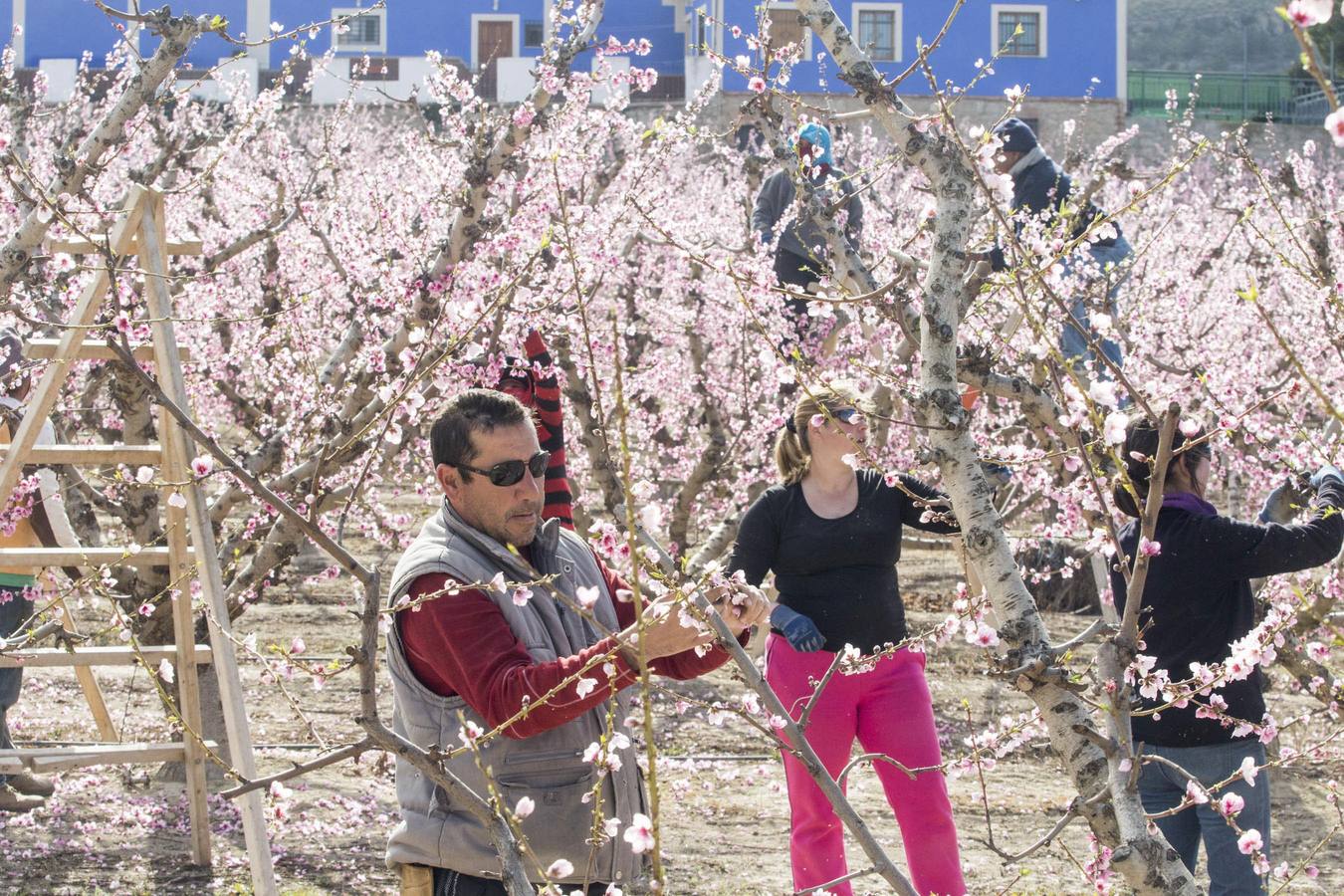 La anunciada ola de frío amenaza los frutales