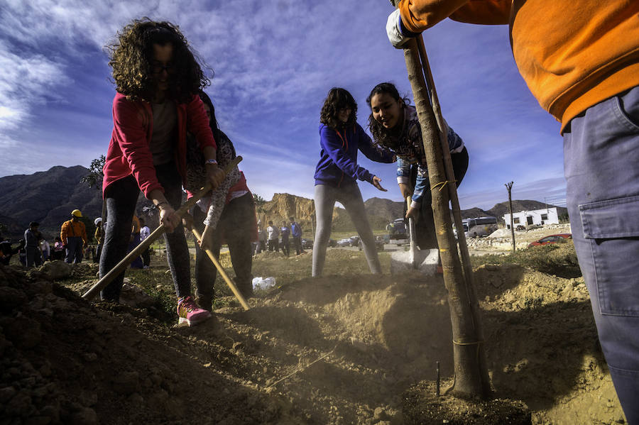 Plantación de árboles en la cantera de Orihuela