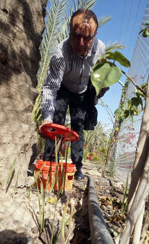 Un tratamiento a tres bandas frena el avance del picudo rojo en el palmeral