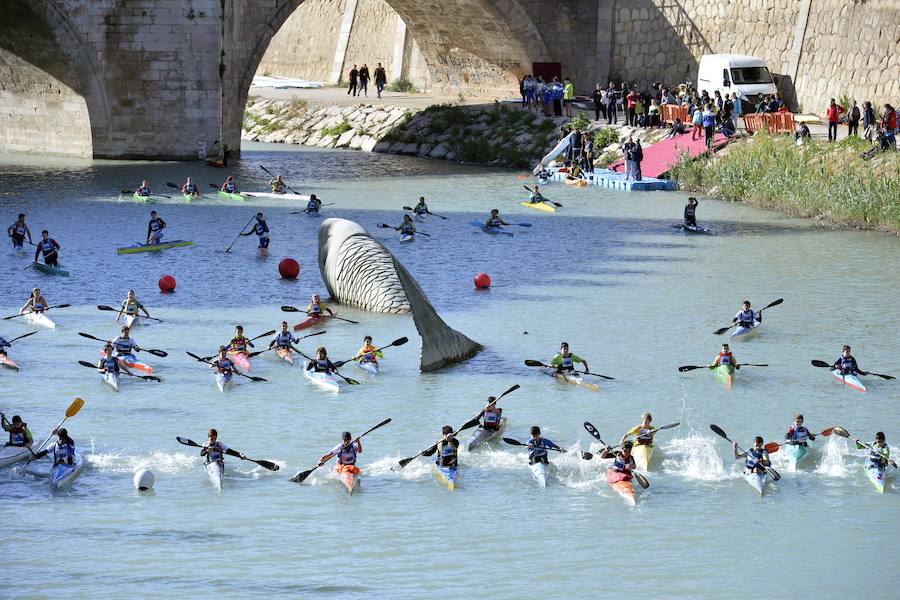 Las regatas vuelven al Segura