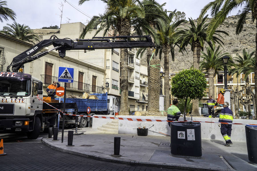 Infraestructuras retira las palmeras muertas de parques y jardines públicos