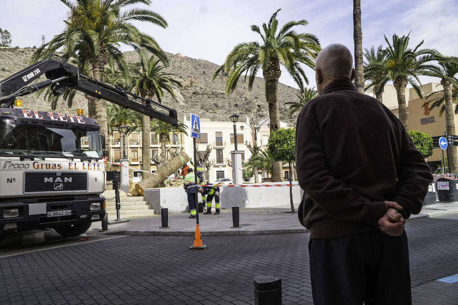 Infraestructuras retira las palmeras muertas de parques y jardines públicos