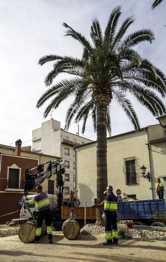 Infraestructuras retira las palmeras muertas de parques y jardines públicos