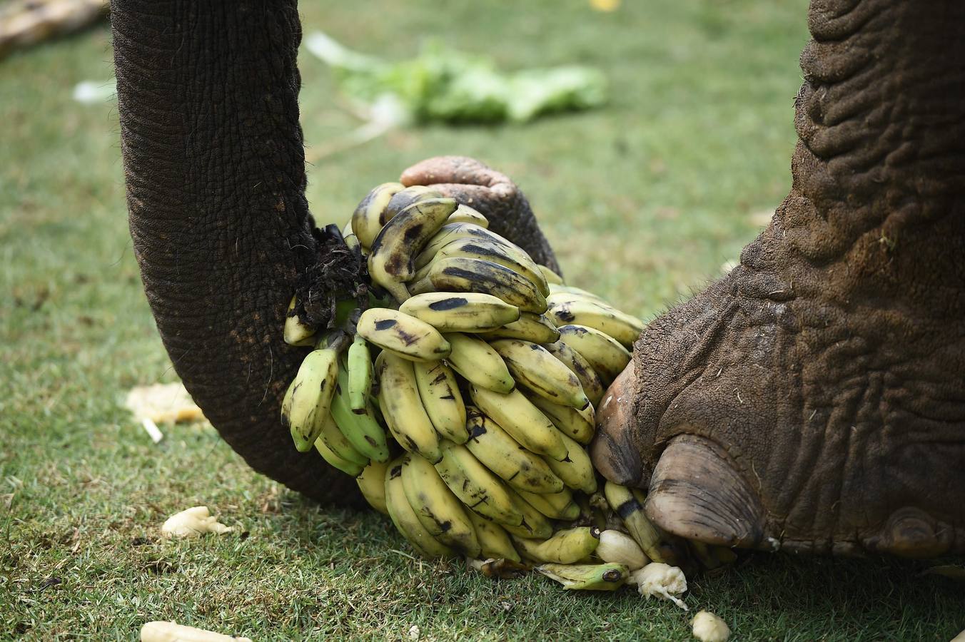 Polo con y para elefantes