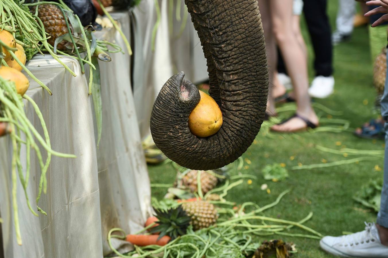 Polo con y para elefantes