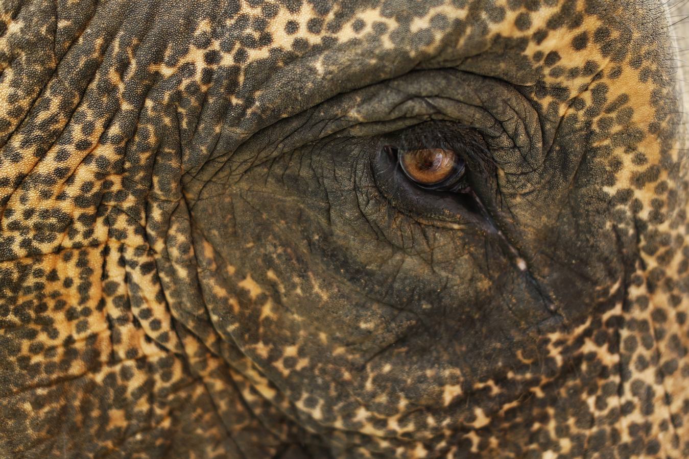 Polo con y para elefantes