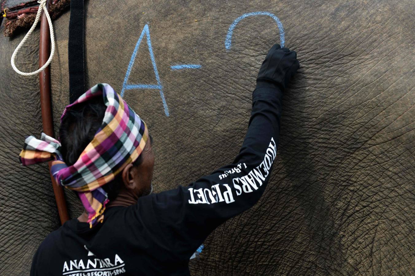 Polo con y para elefantes