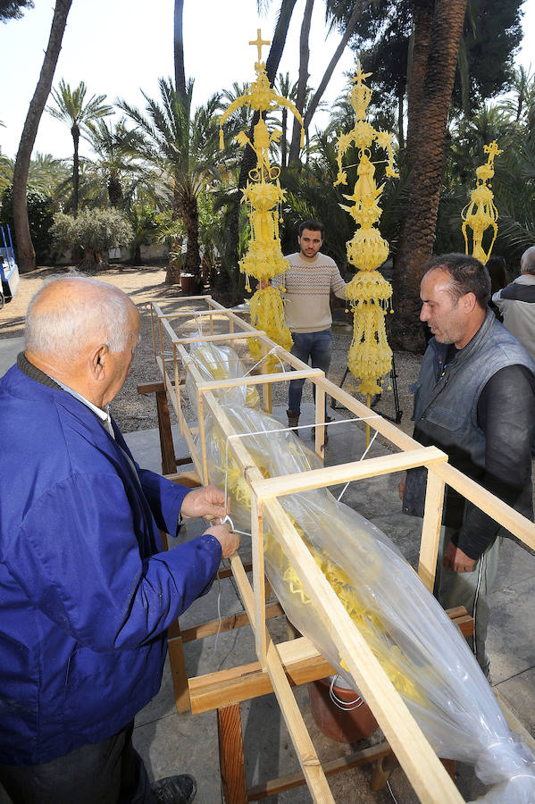 Elche presenta las palmas blancas