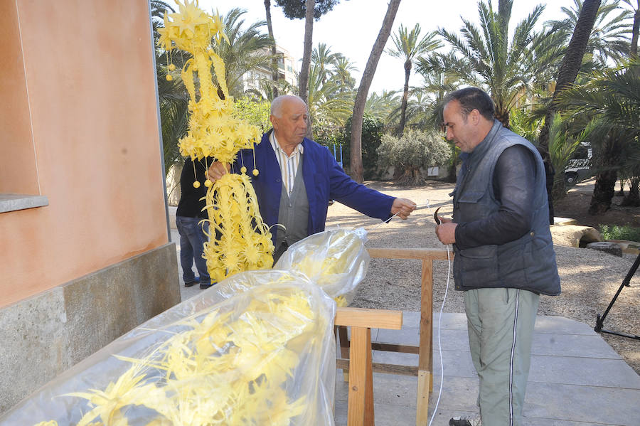 Elche presenta las palmas blancas