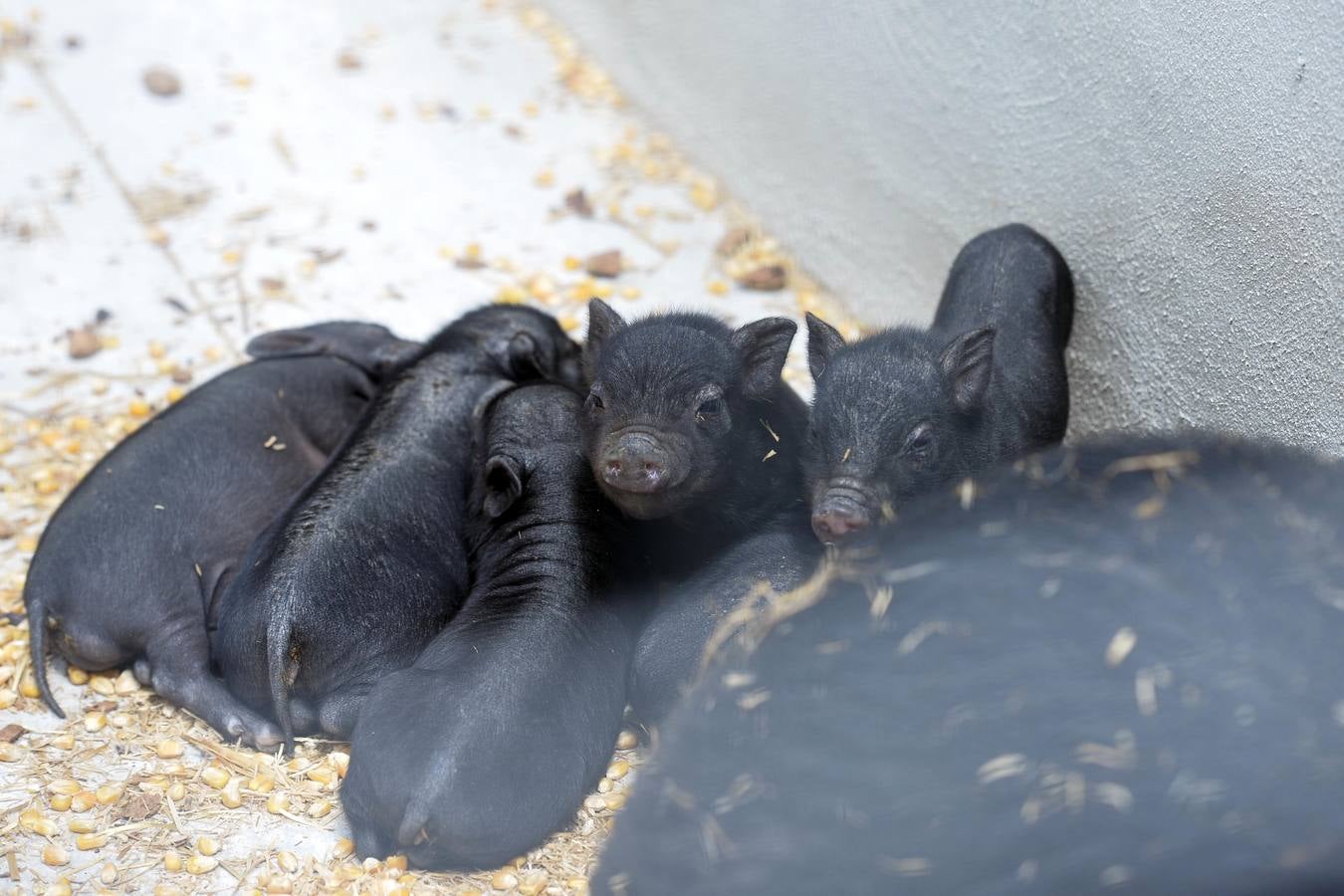Casi todos los cerdos cogidos en Los Mateos acaban en el matadero