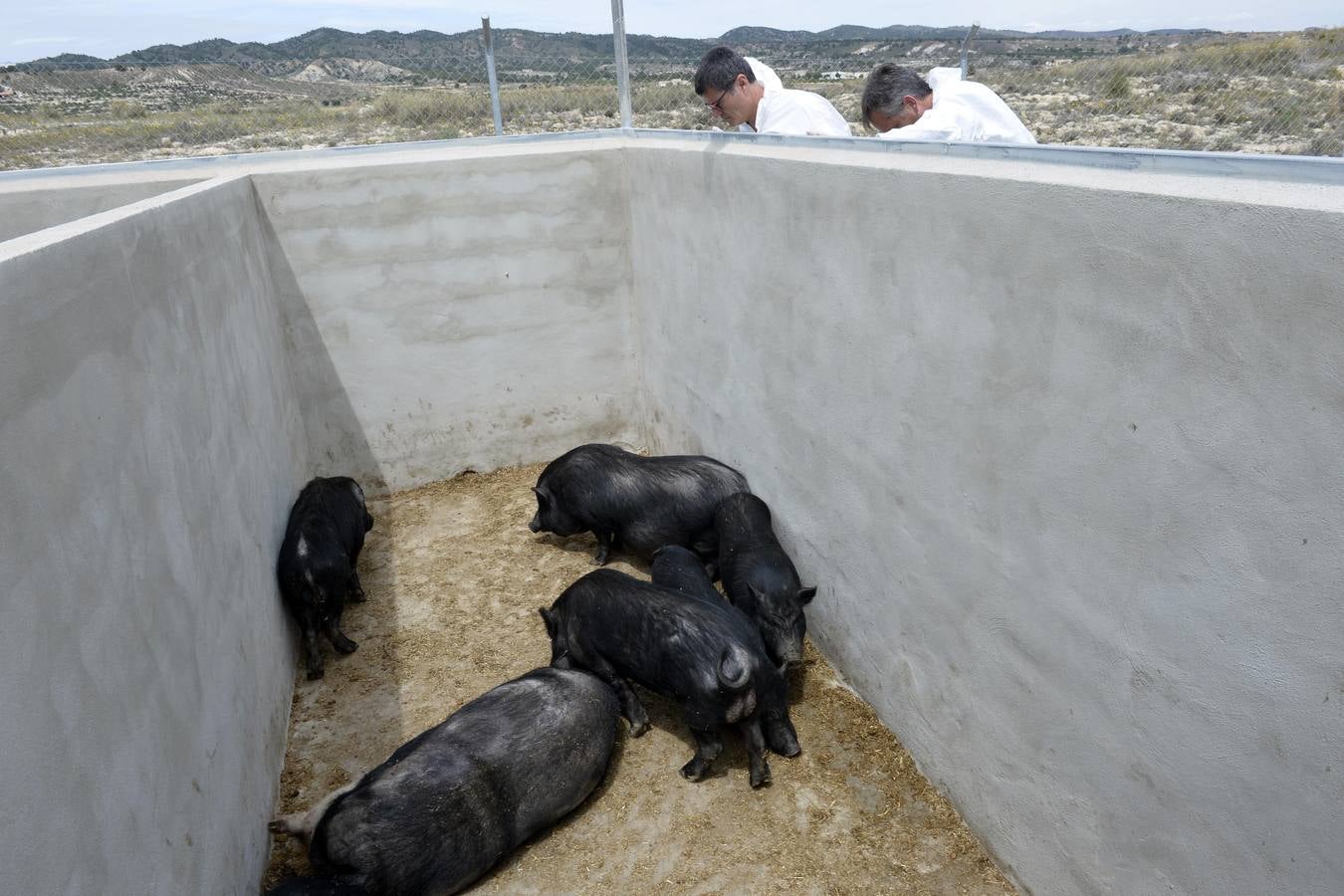 Casi todos los cerdos cogidos en Los Mateos acaban en el matadero