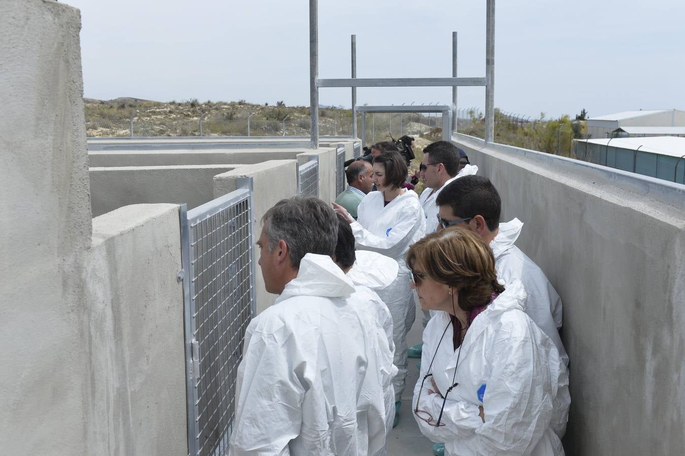Casi todos los cerdos cogidos en Los Mateos acaban en el matadero