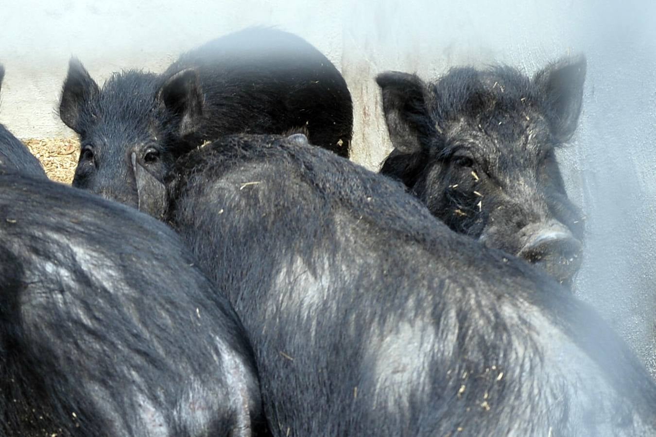 Casi todos los cerdos cogidos en Los Mateos acaban en el matadero
