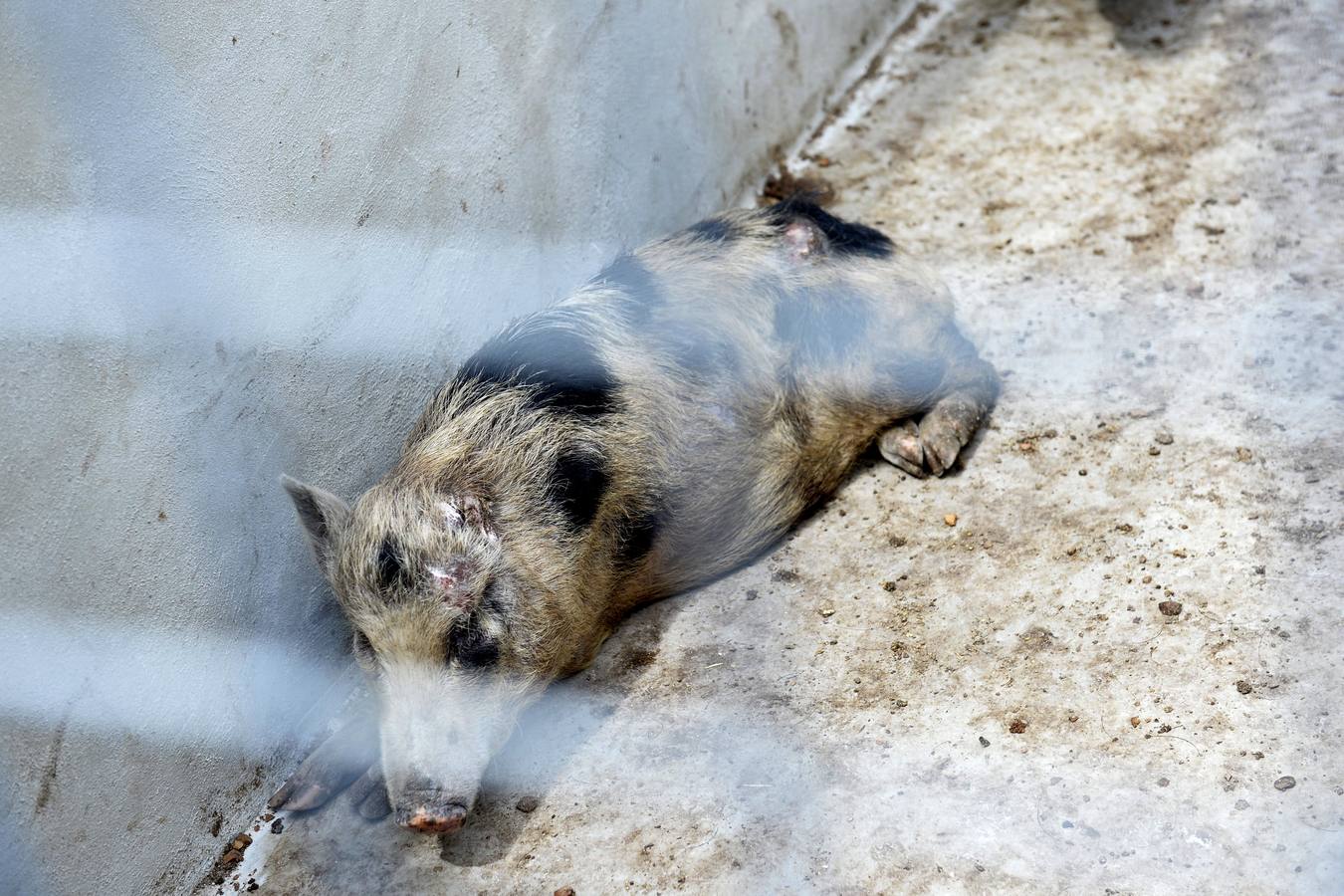 Casi todos los cerdos cogidos en Los Mateos acaban en el matadero
