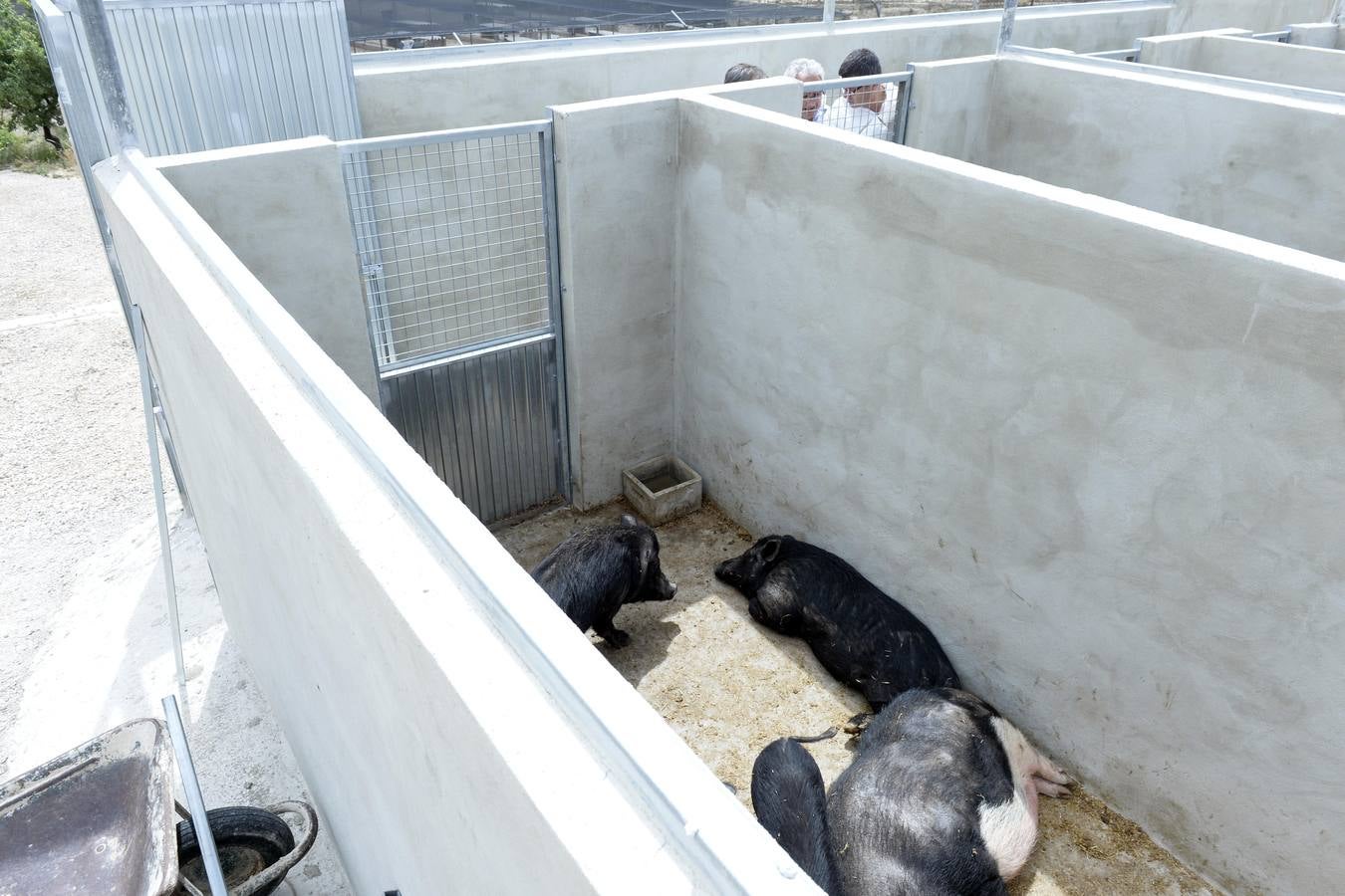 Casi todos los cerdos cogidos en Los Mateos acaban en el matadero