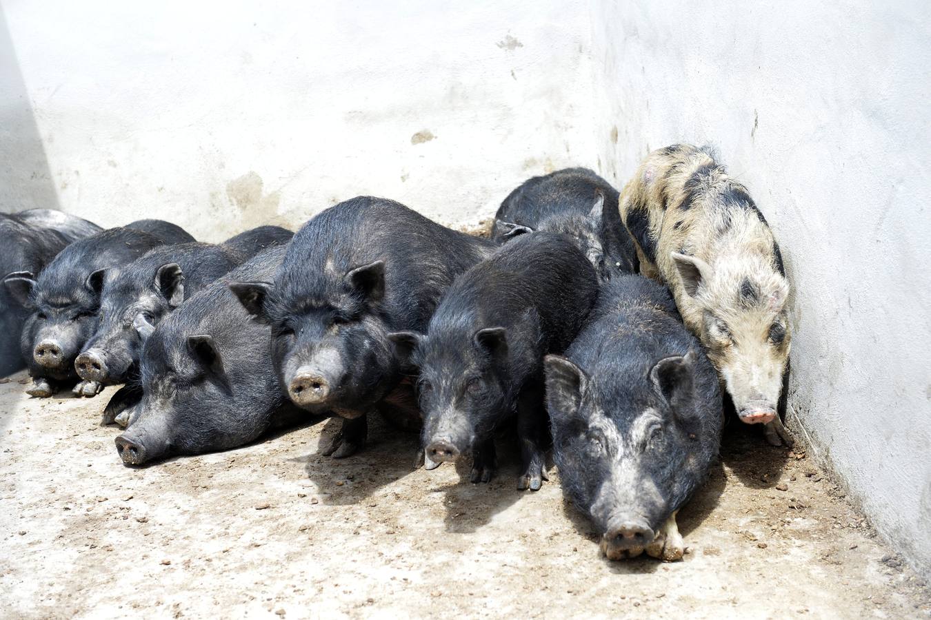 Casi todos los cerdos cogidos en Los Mateos acaban en el matadero