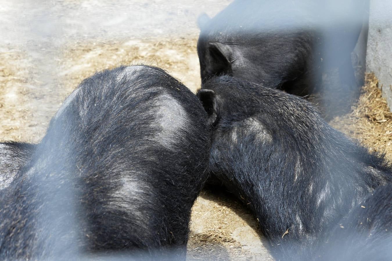 Casi todos los cerdos cogidos en Los Mateos acaban en el matadero