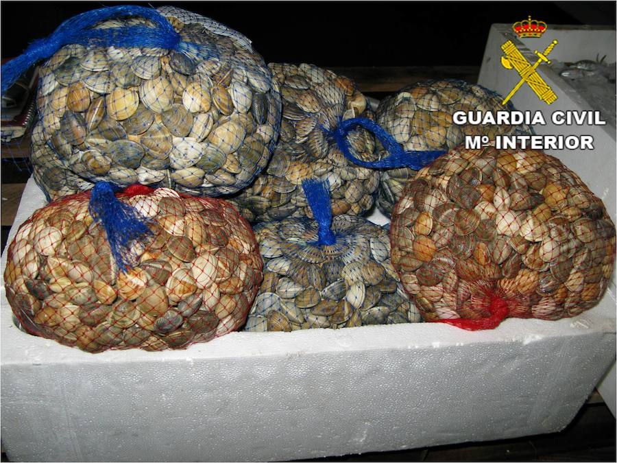 Intervienen casi 300 kilos de pescado ilegal en Villajoyosa y Alicante