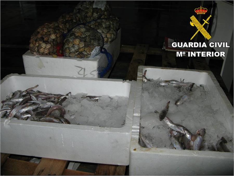 Intervienen casi 300 kilos de pescado ilegal en Villajoyosa y Alicante