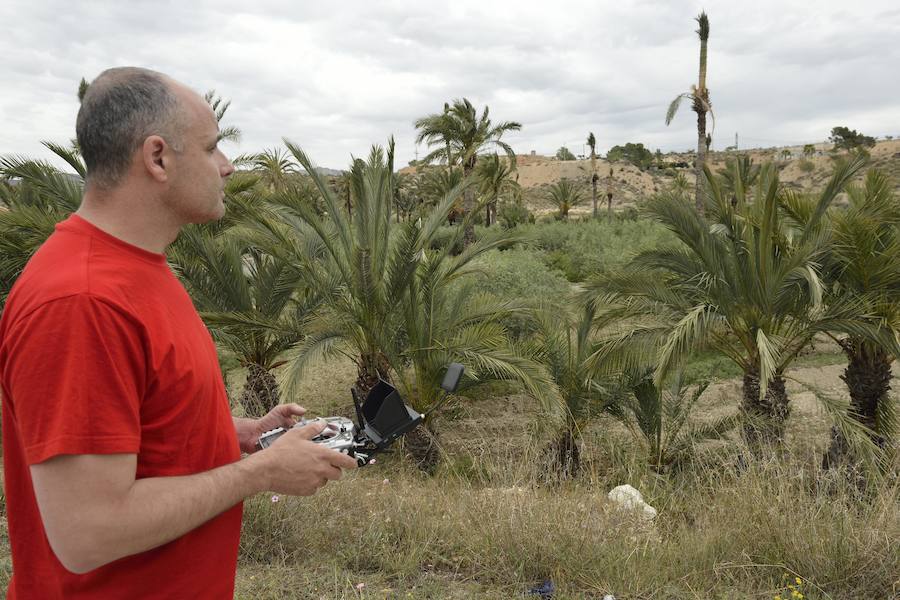 Un dron, nueva herramienta frente al picudo rojo