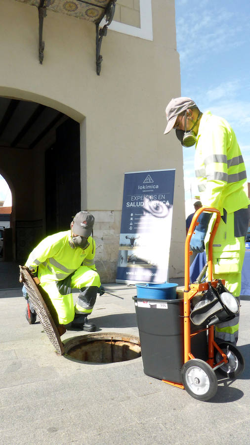 Campaña para eliminar ratas y cucarachas en Orihuela