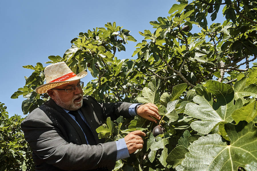 Primer corte de brevas en Alicante