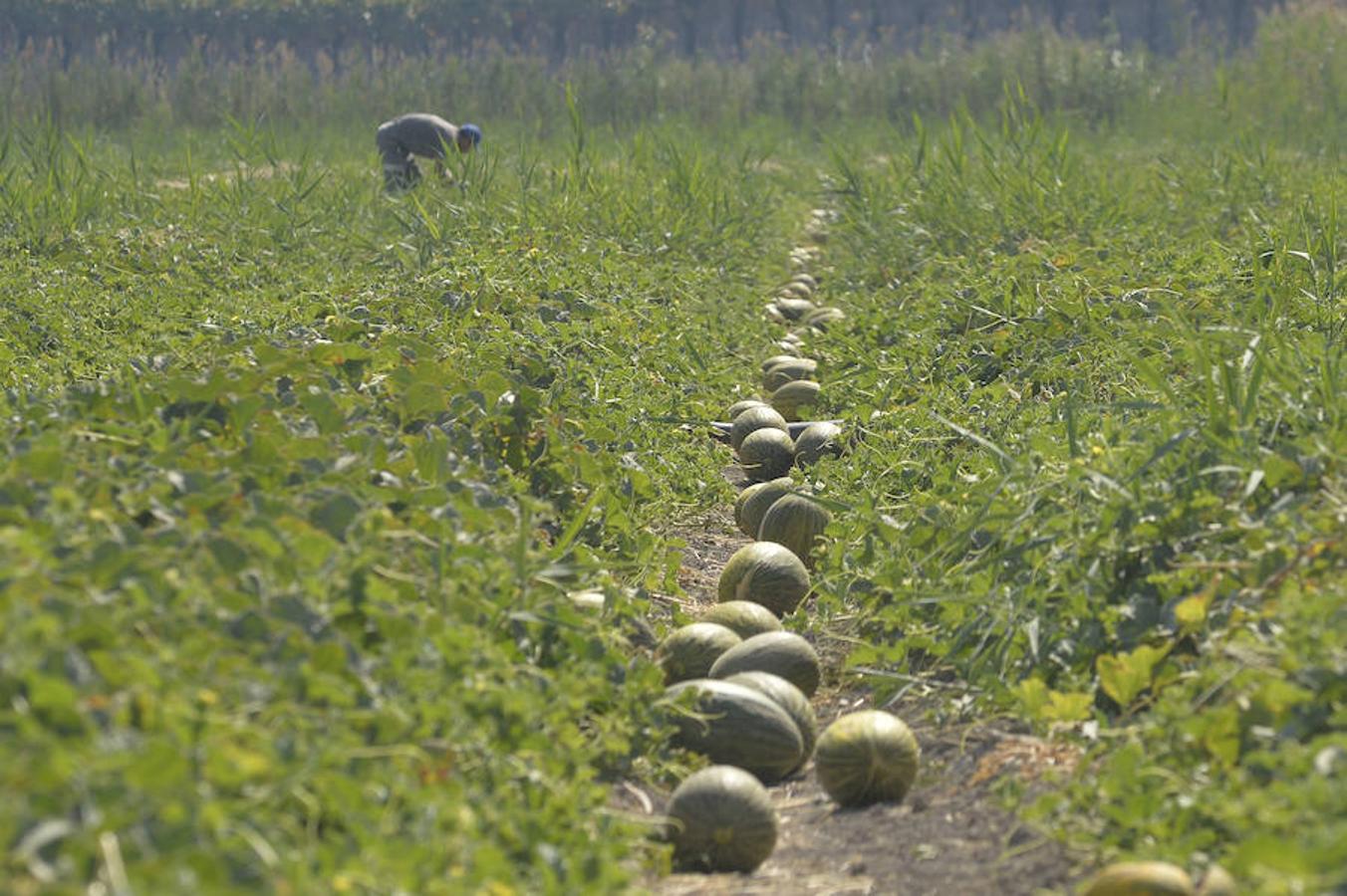 Respaldo unánime al proyecto del Parque Agrario de Carrizales